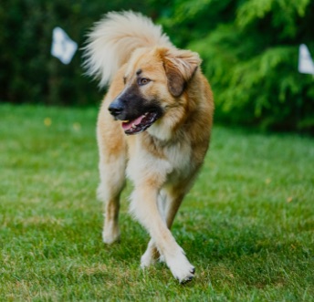 Outdoor Hidden Dog Fences