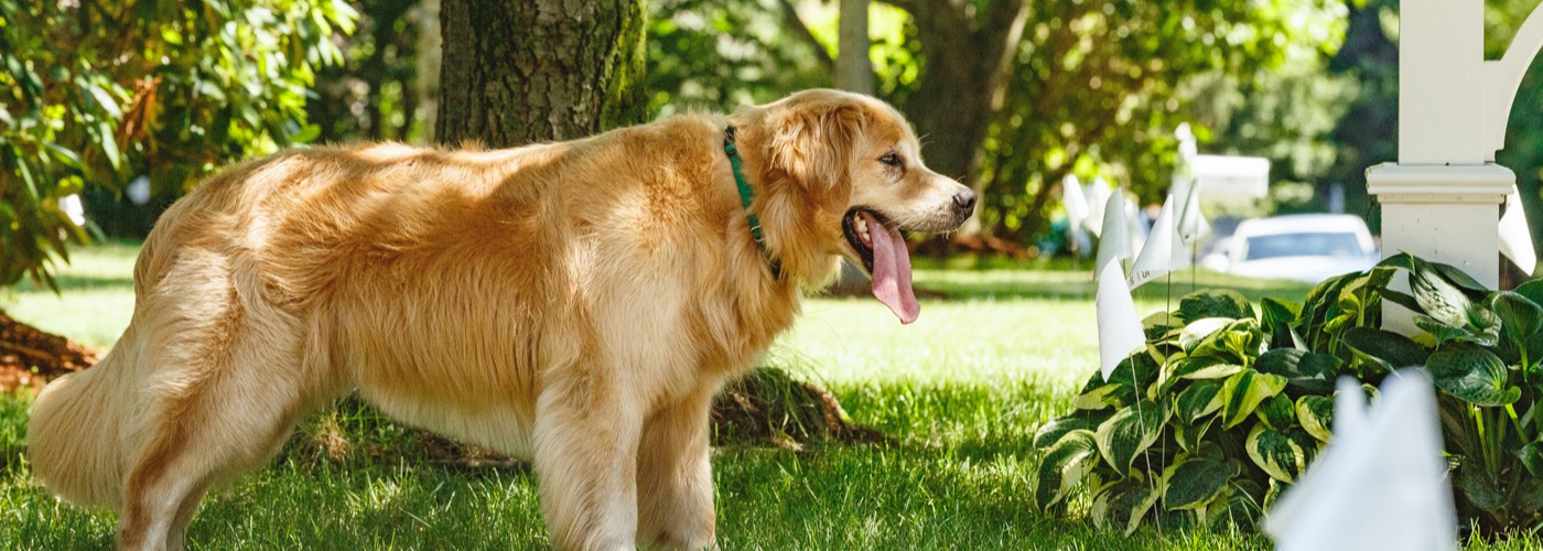 DogWatch of Delaware Valley, Parkesburg, Pennsylvania | Outdoor Hidden Dog Fences Slider Image