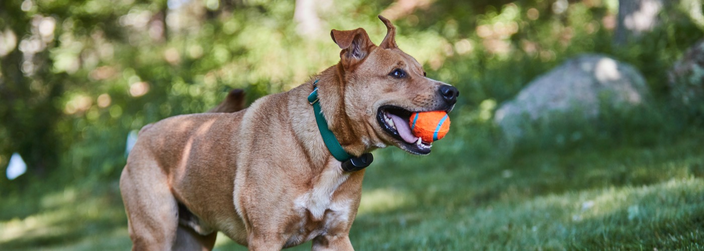 DogWatch of Delaware Valley, Parkesburg, Pennsylvania | ProFenceX Slider Image